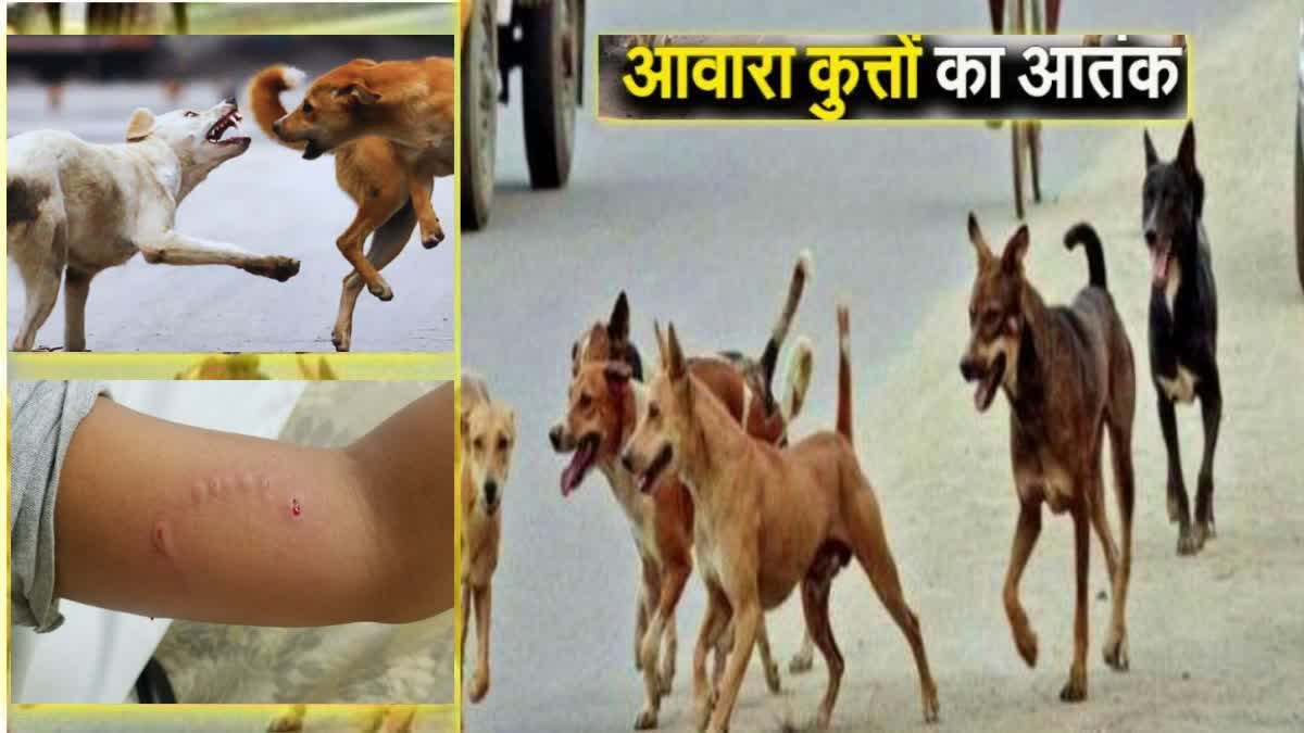 Greater Noida West : सोसायटी परिसर में स्ट्रीट डॉग ने किया बच्ची पर हमला, लोग बोले- सुरक्षा पर बड़ा सवाल