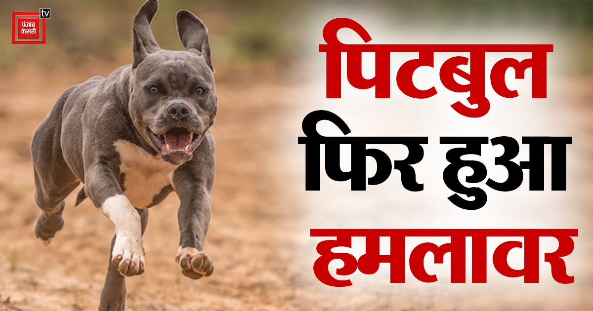 Noida News: कुत्ते का आतंक थम नहीं रहा, आठ साल के मासूम को पिटबुल ने काटा, कुत्ते का मालिक FIR के बाद हुआ गिरफ्तार