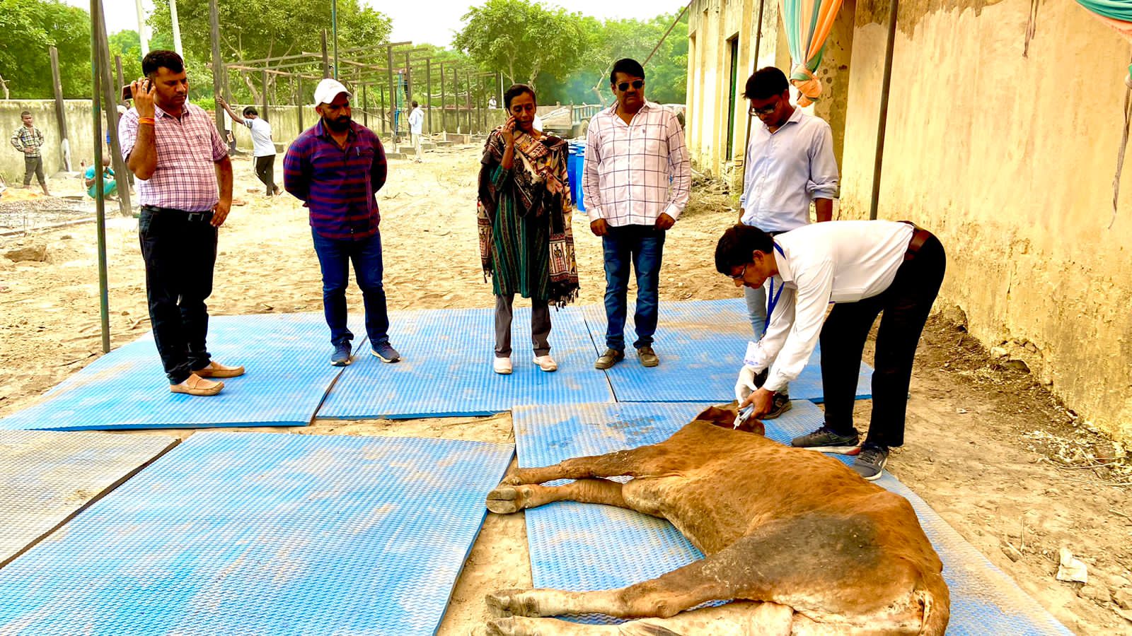 ग्रेटर नोएडा शहर एवं गांवो में लगातार लंपी वायरस का प्रकोप दिन पर दिन गोवंश में बढ़ता जा रहा है