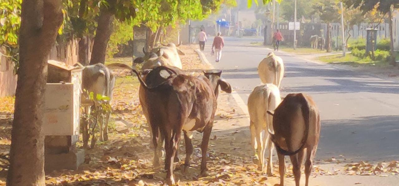 ग्रेटर नोएडा के सेक्टर डेल्टा 2 आरडब्ल्यूए महासचिव ने बताया कि सेक्टर डेल्टा 2 आवारा पशुओं का पूरा आतंक