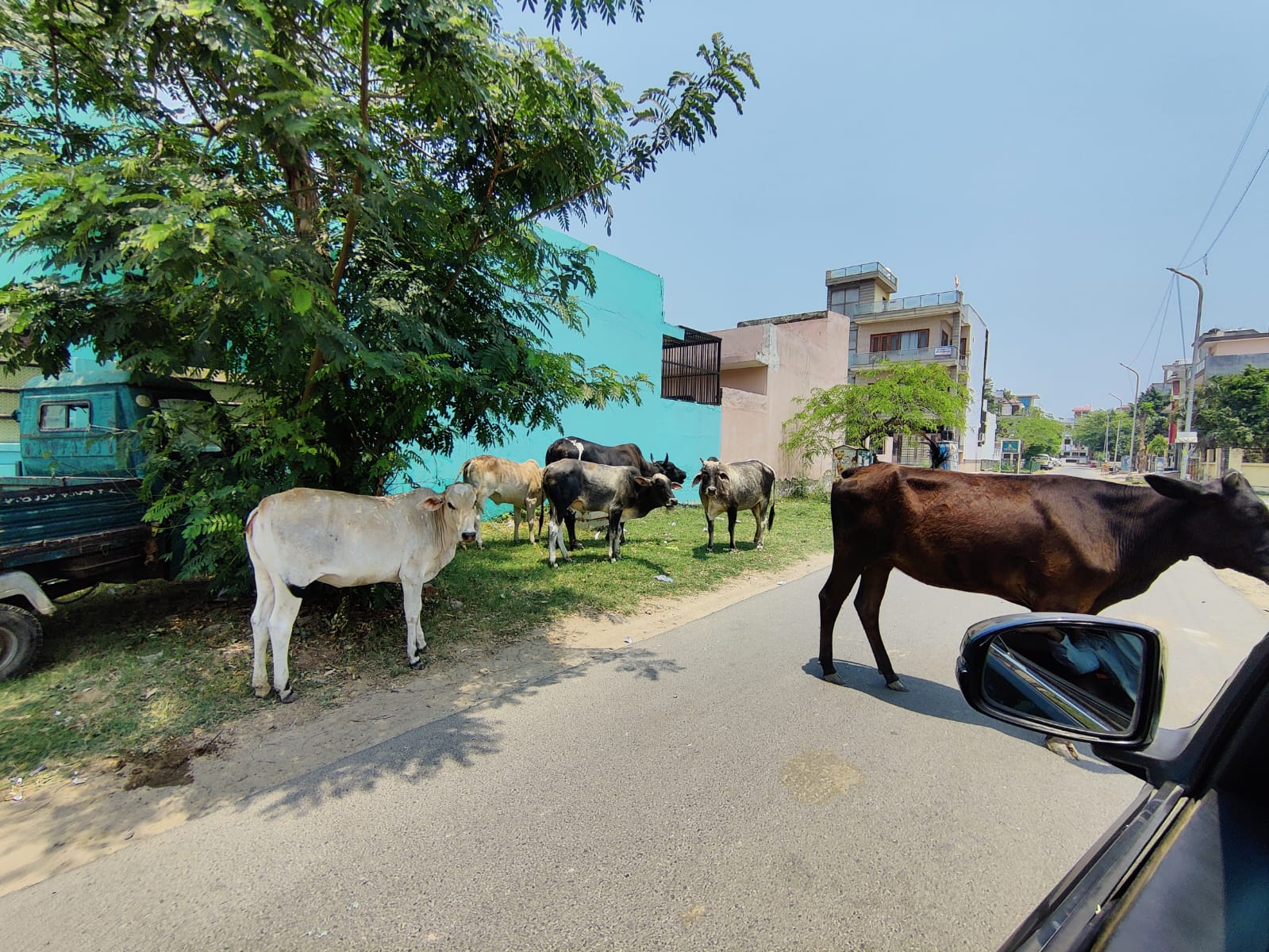 सेक्टर डेल्टा टू में आवारा पशुओं का आतंक - आलोक नागर