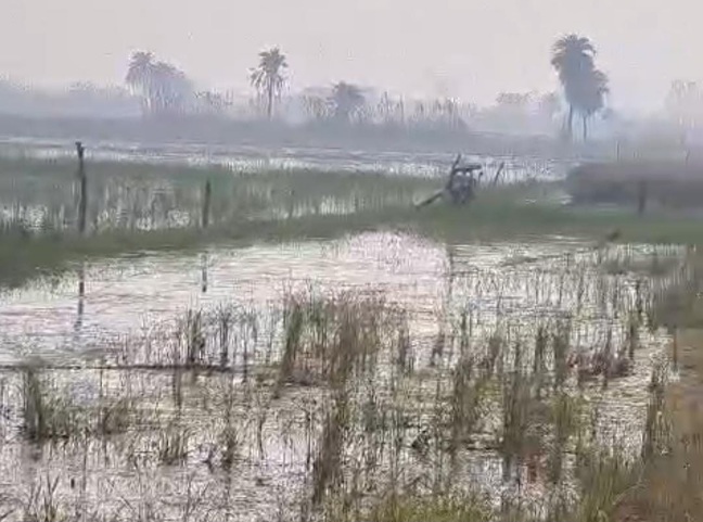Jewar Kisan News : जेवर के कलूपुरा गांव में 4 हजार बीघा जमीन पर भरा पानी, धान की फसल बर्बाद; किसान परेशान, गेहूं की बुआई का समय निकला हाथ से!, फसल बर्बादी से आर्थिक नुकसान, प्रशासन से मदद की गुहार