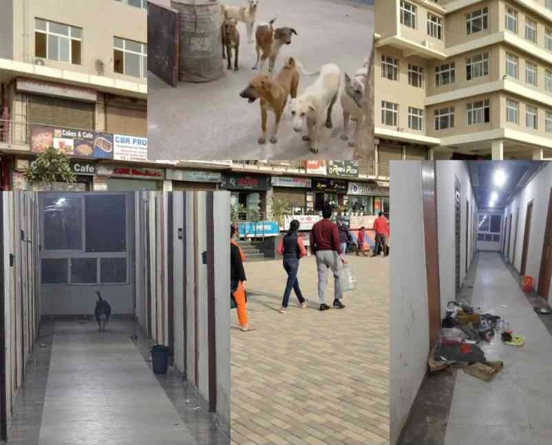 Paramount Golfmart News : “घर नहीं अब डर की गली बन चुकी है पैरामाउंट गोल्फ मार्केट!”, ओक और पाइन टावर के निवासी हुए बेहाल, गंदगी, खराब लिफ्ट, कुत्तों के आतंक से त्रस्त, गाड़ी खड़ी करने की पार्किंग व्यवस्था, अब उठे विरोध के स्वर, UPSIDA और पैरामाउंट प्रबंधन की चुप्पी — सबसे बड़ा अपराध