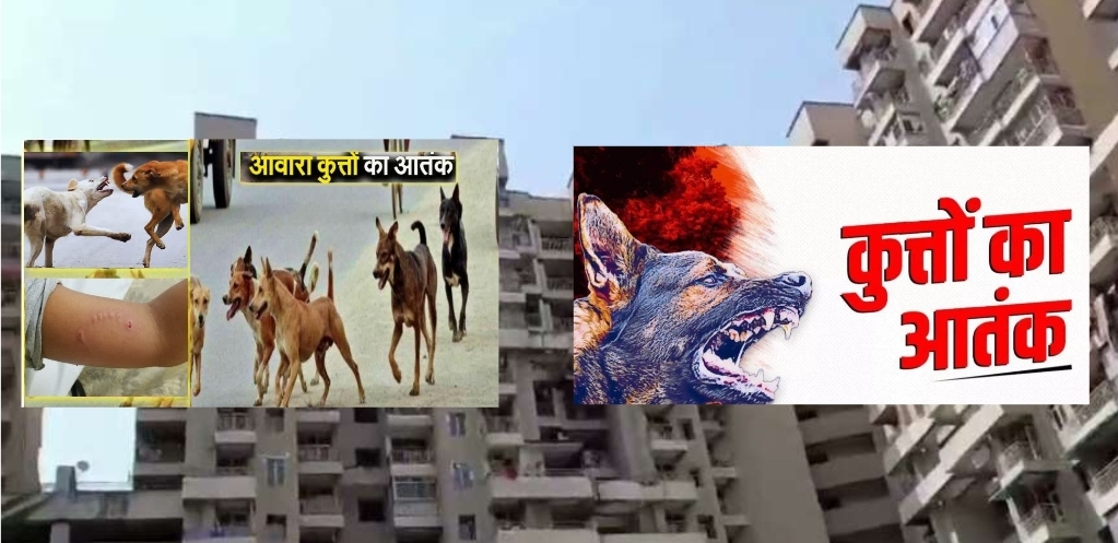 Greater Noida West News: सोसायटी में आवारा कुत्तों का कहर, कार मालिक को पड़ा डेढ़ लाख का झटका, बेसमेंट पार्किंग में खड़ी एक कार की पूरी वायरिंग आवारा कुत्तों (Stray Dogs) ने काट दी