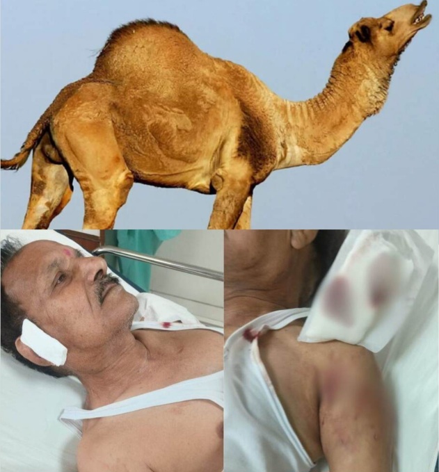 Greater Noida West News : ग्रेटर नोएडा वेस्ट मॉर्निंग वॉक पर निकले बुजुर्ग पर ऊंट का हमला, सोसाइटी के निवासियों में दहशत